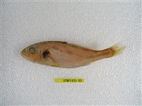 藏品(斑鰭白姑魚)的圖片